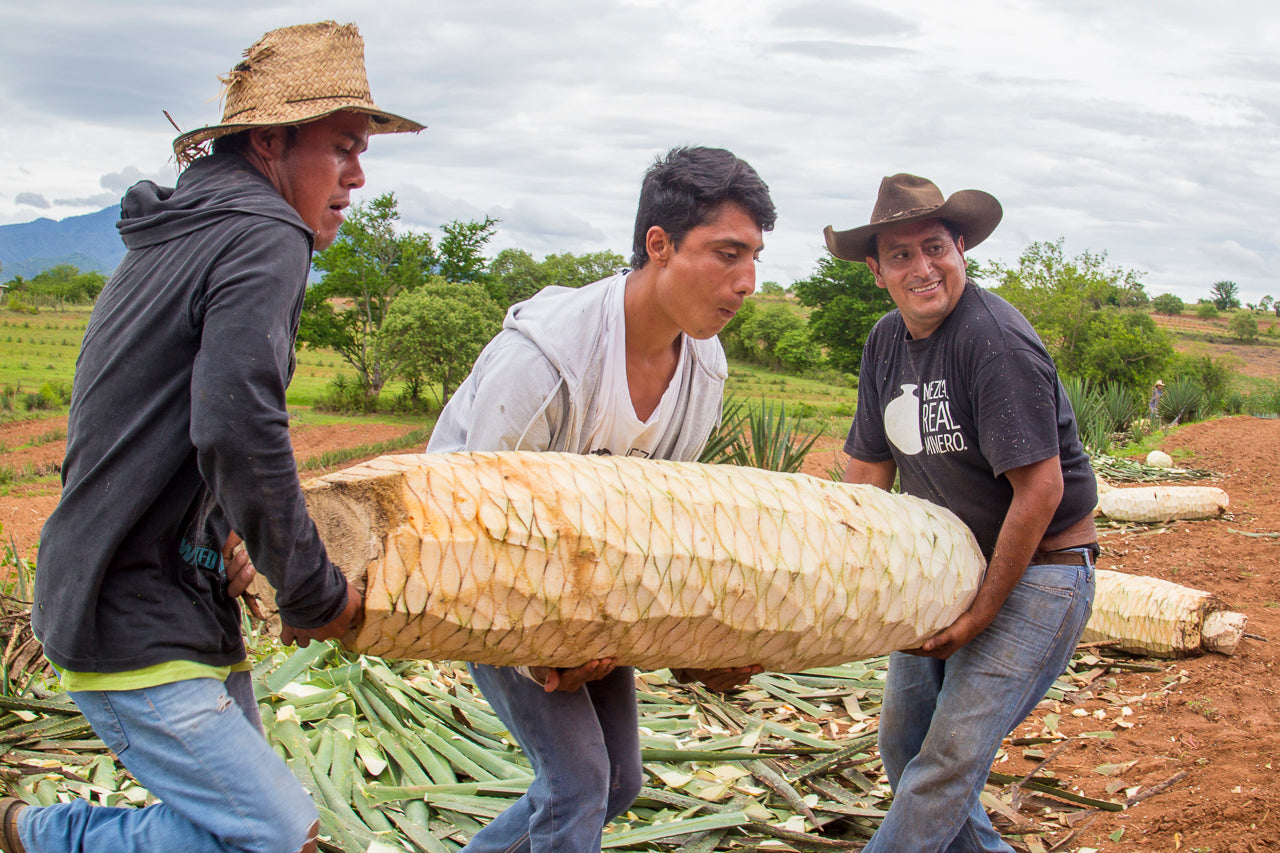 mezcal-artisanal-producteurs-portant-un-agave